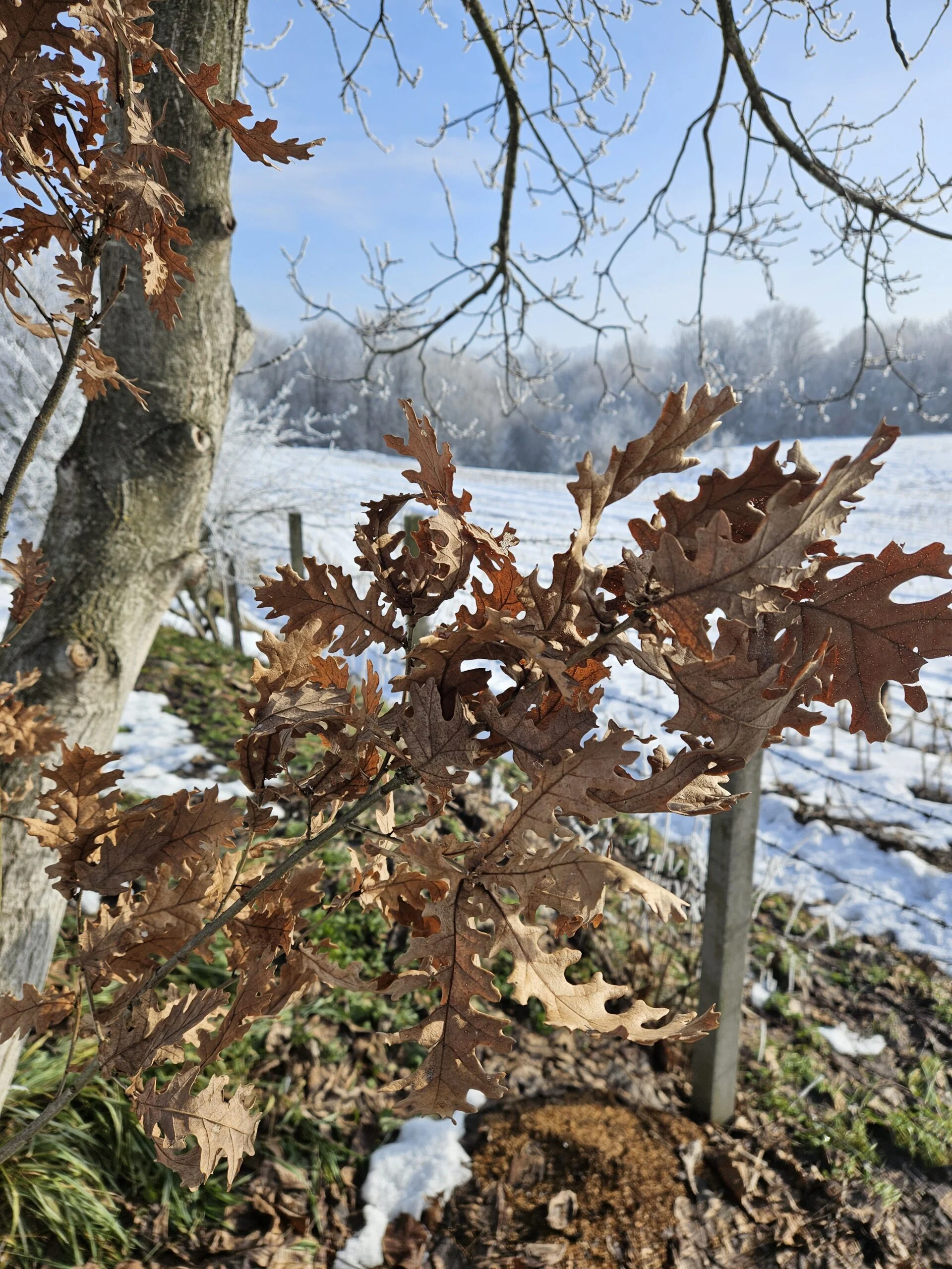 5.BadnjakBranch