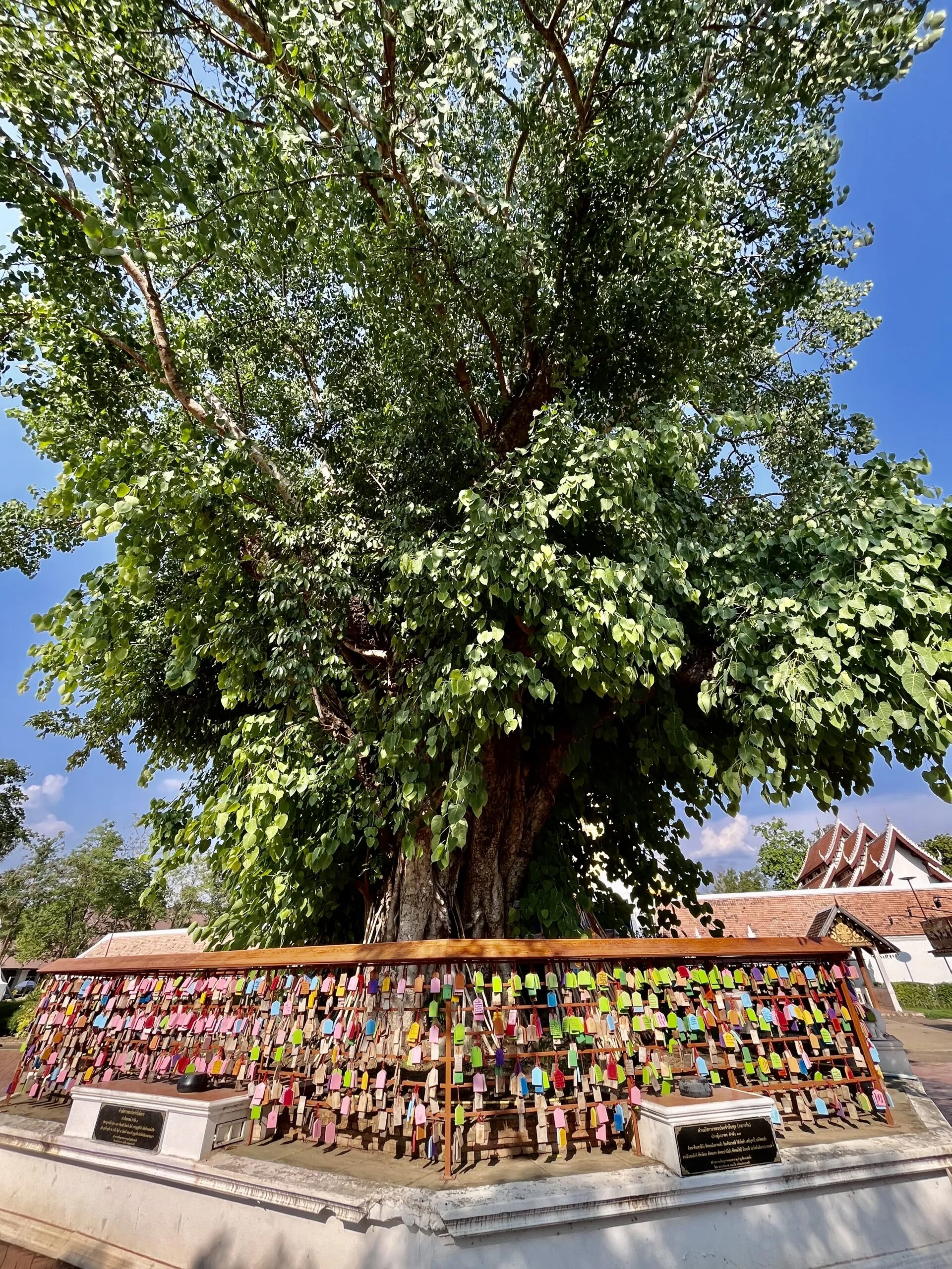 Large leafy green tree with a wooden fence surrounding it, with colourful tags tied to the fence.