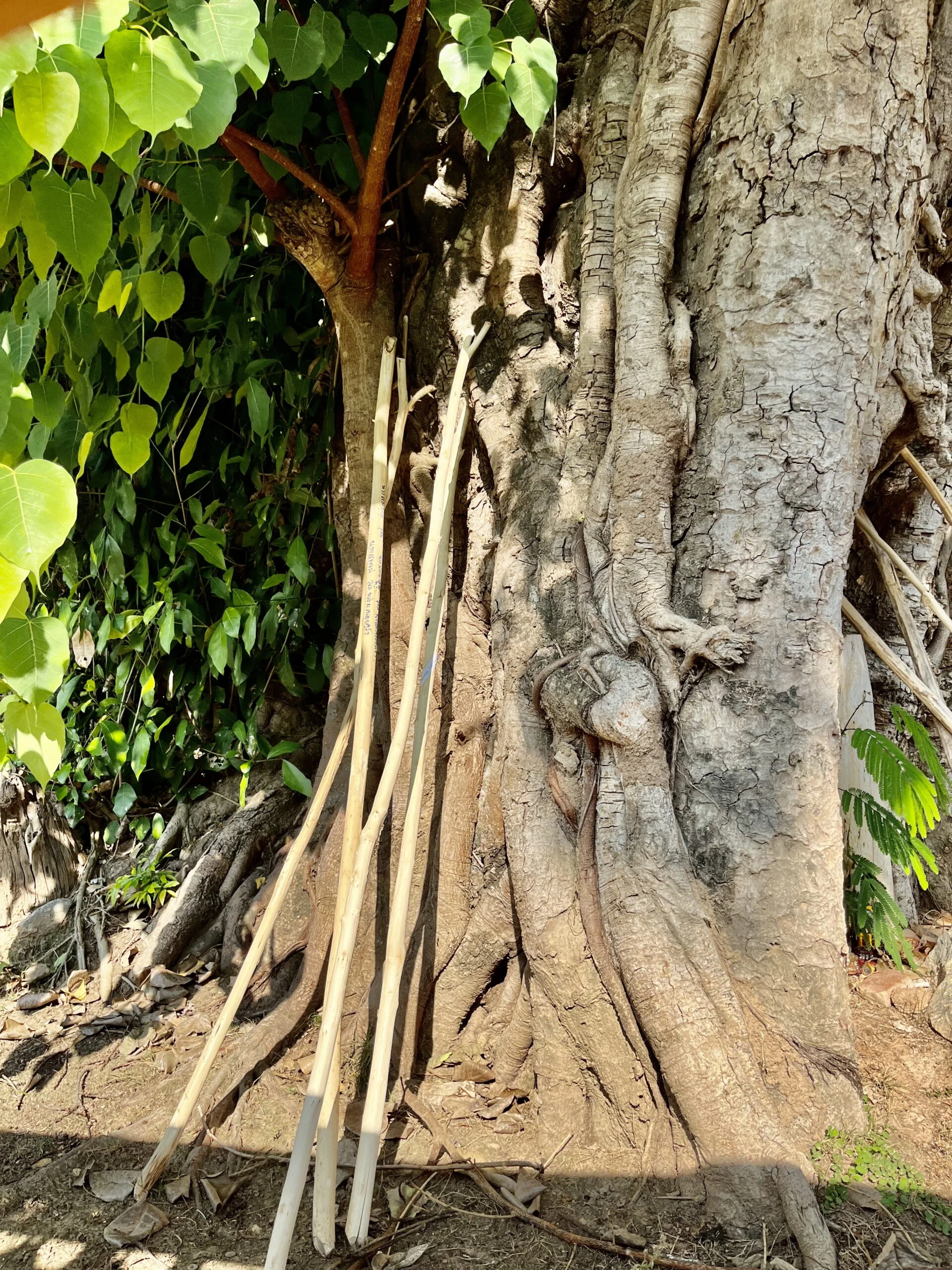 Long pale sticks with a V shaped notch at the top propped up against the trunk of a large tree