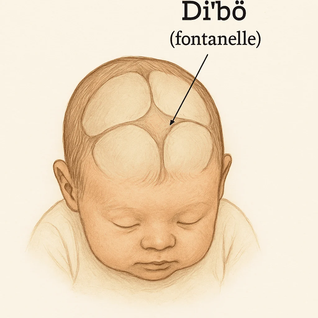 Dibo