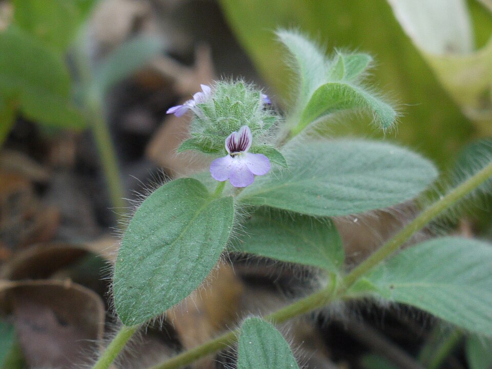 Nelsonia_canescens_(4352811745)