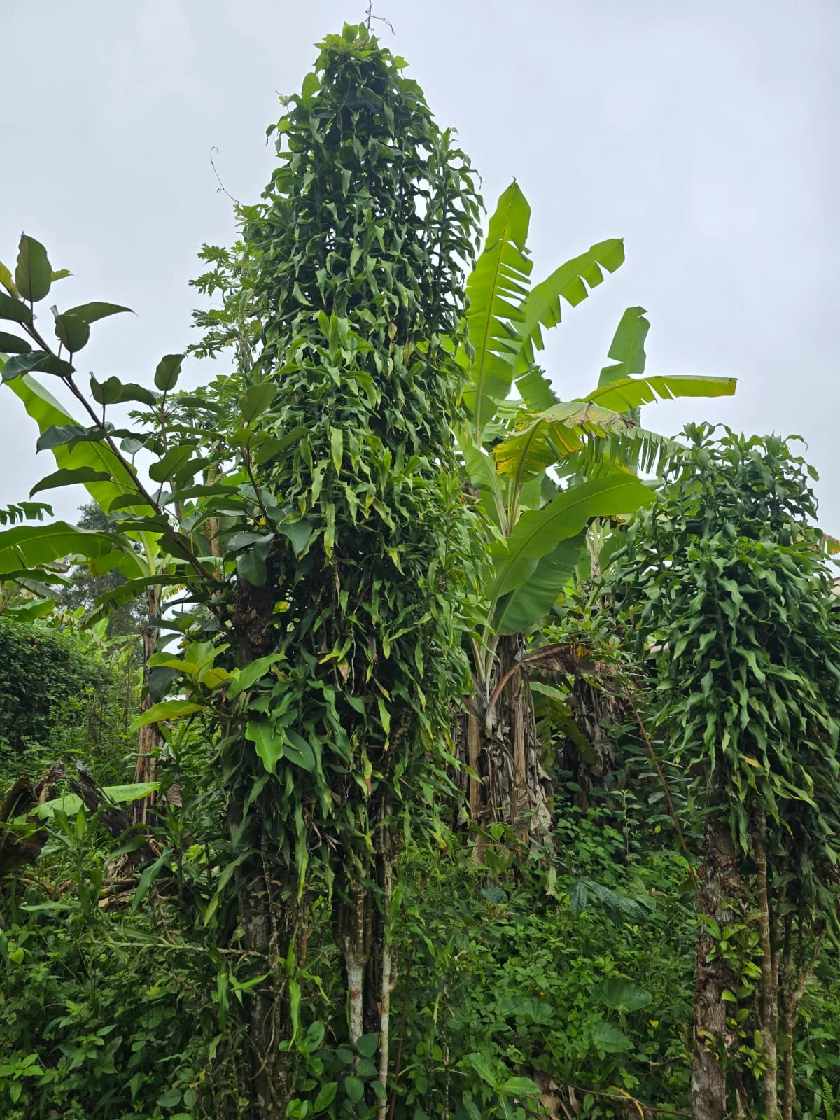 Peace_Tree, Bapa chiefdom (Cameroon), 26.07.2025, by Maeva PIMO