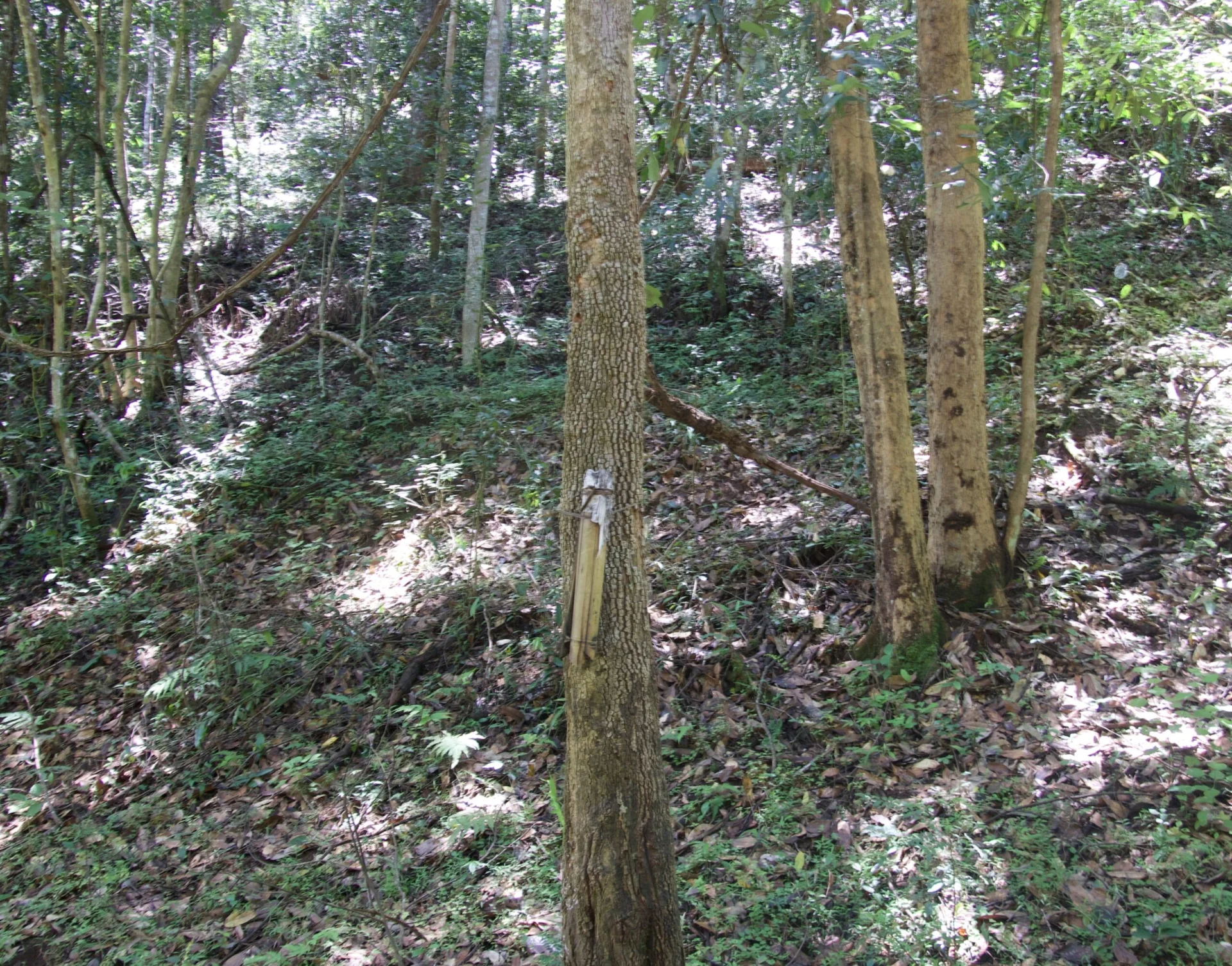 A forest with several trees. The focus is on one tree in the center with a bamboo tube tied vertically along the trunk.