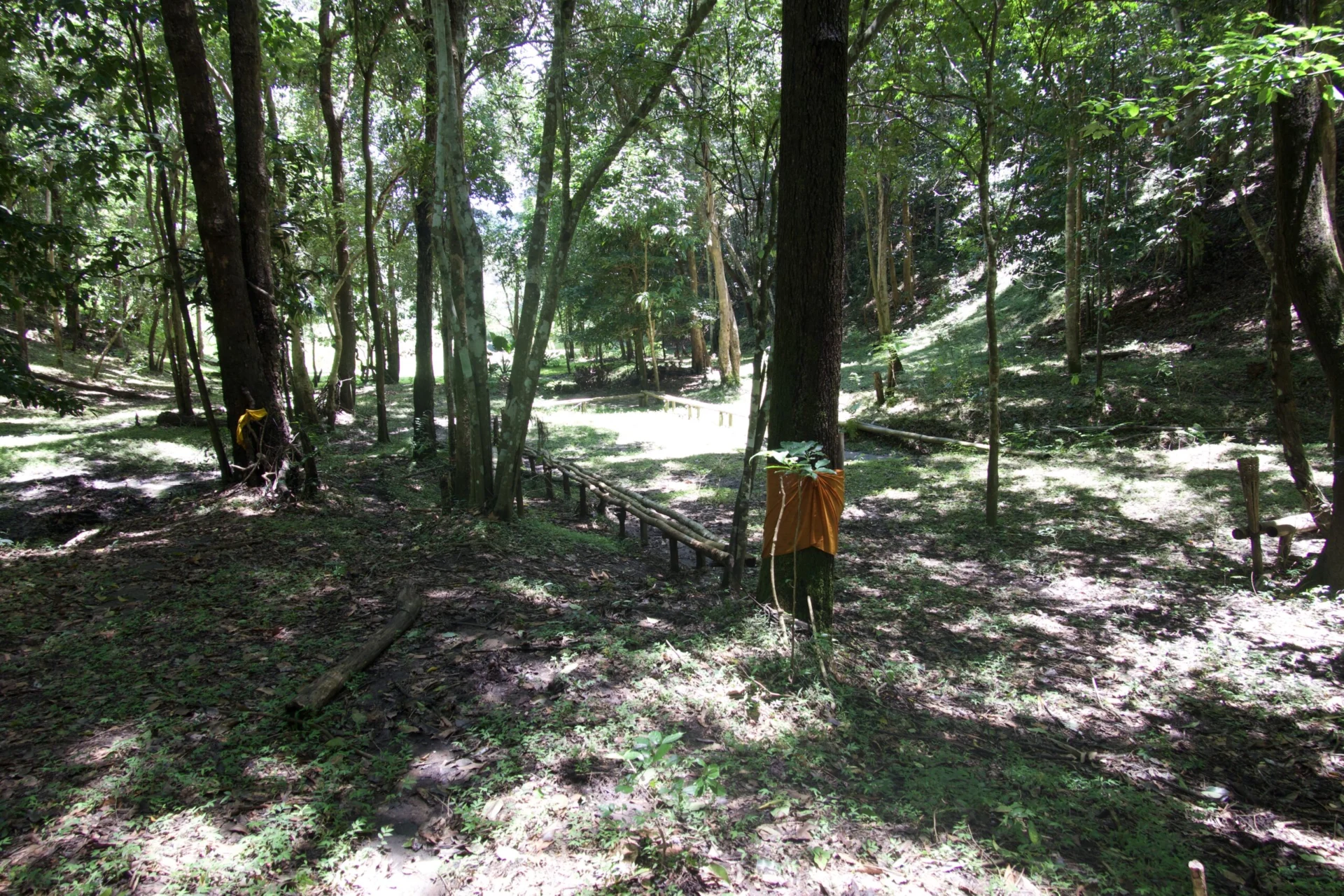 A rectangular clearing in a forest. The boundaries are marked off with a thin wooden fence around the sides. One of the trees outside the boundary has an orange cloth wrapped around its trunk.