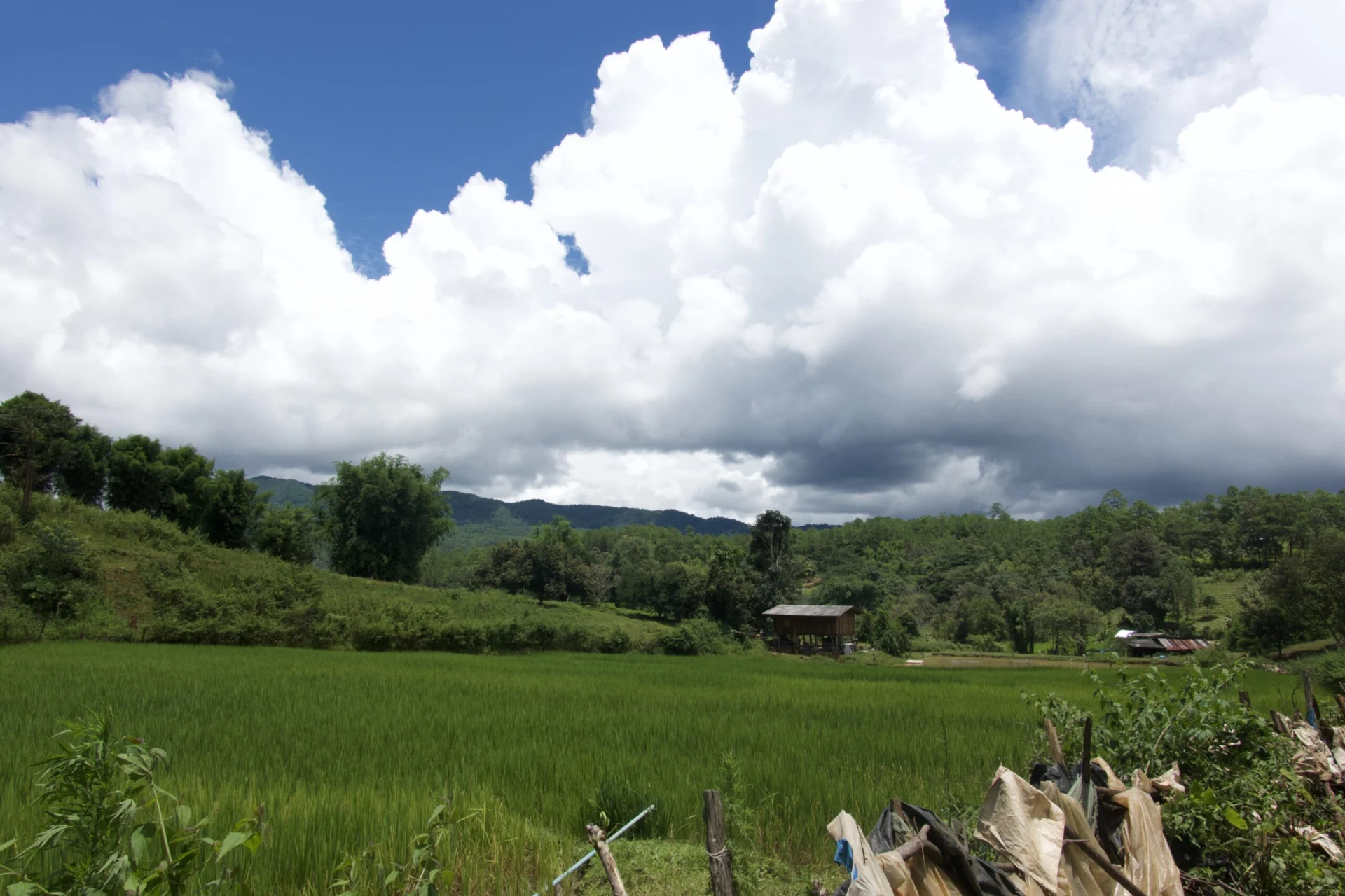A large field of green with hills and a small hut in the distance.