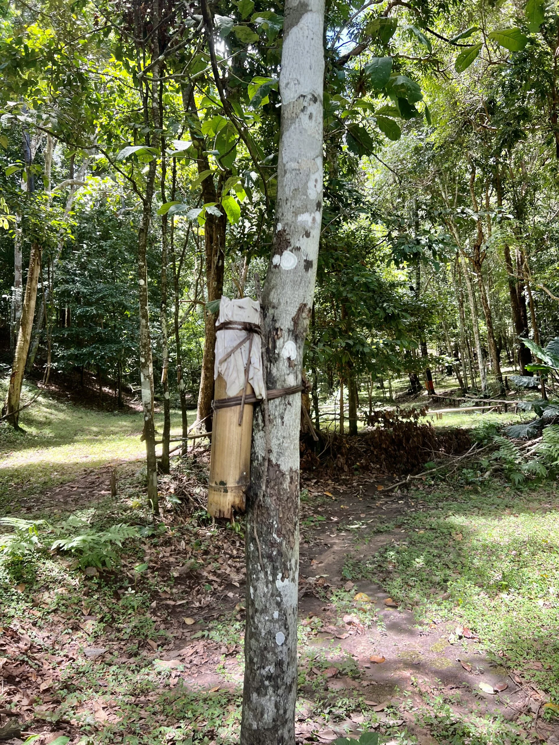 A forested area with a thin tree at the center. It has a bamboo tube of a similar circumference tied around it. The bamboo tube is sealed on top with a piece of white cloth.