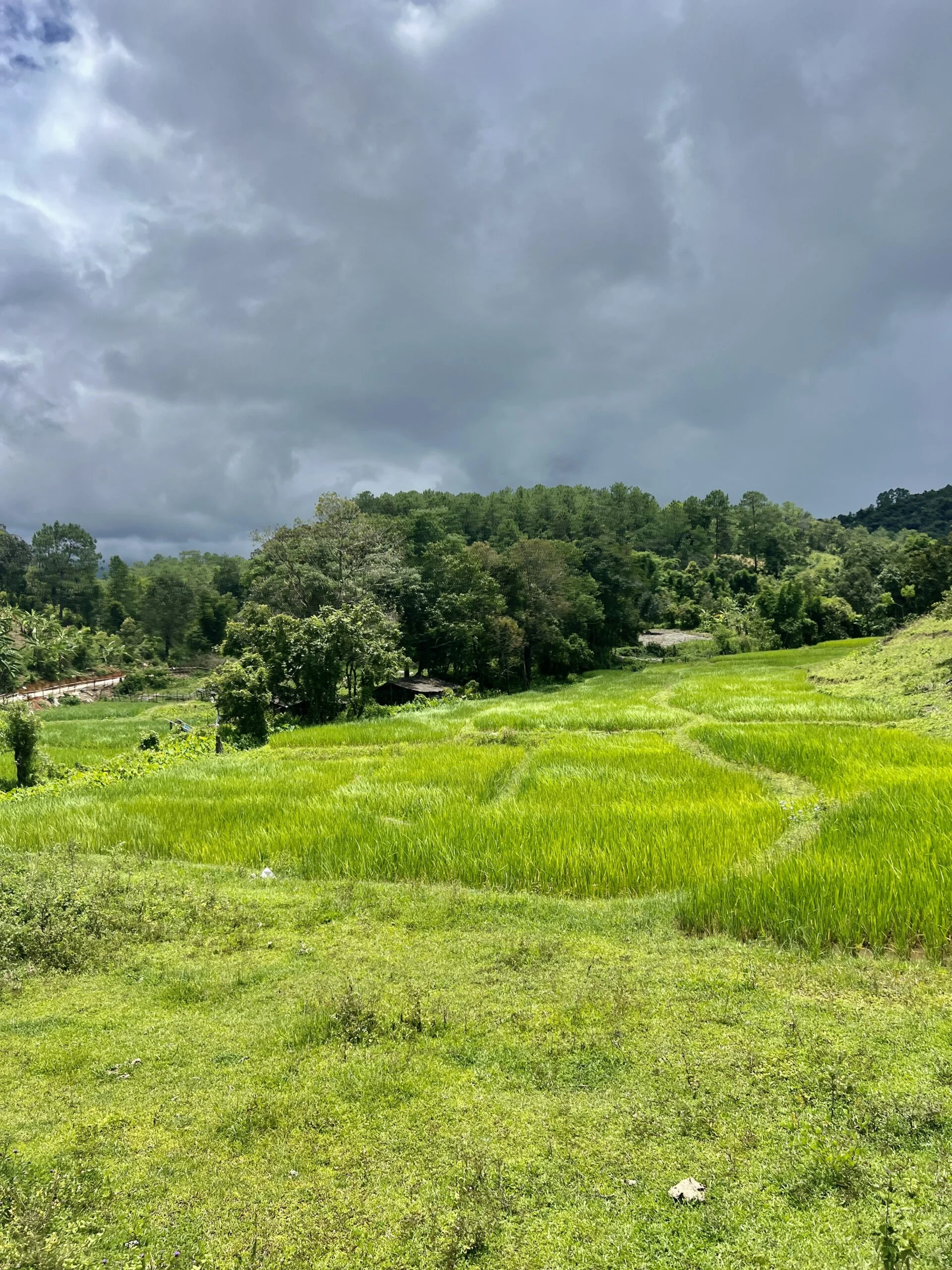 A bright green field covered with green shoots of rice. Behind the field are clumps of dark green leafy trees. The sky is dark grey.