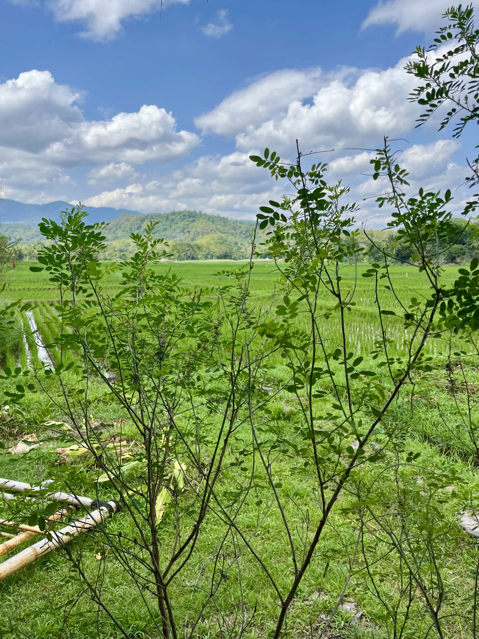 There is a plant in the centre with thin branches with small, oval, green leaves. In the background is a lush green field and a blue sky with white clouds.