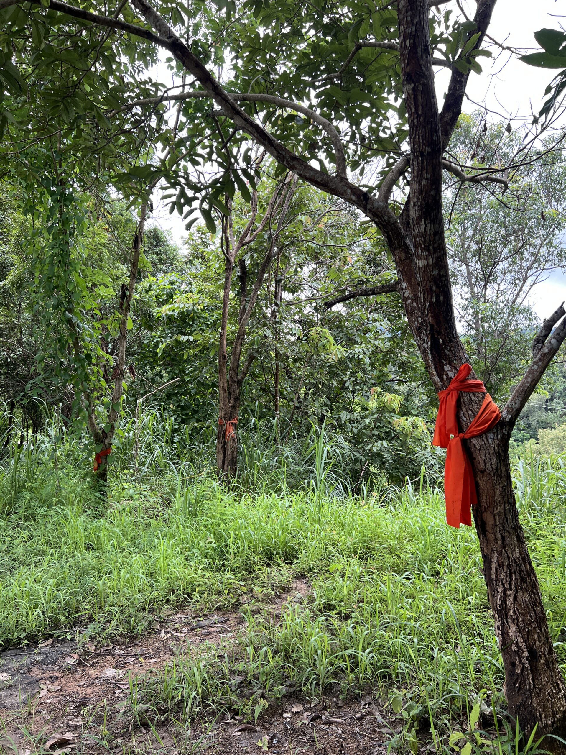 A sparse forest with thin trees. The trees are each wrapped in a strip of bright red/orange cloth.
