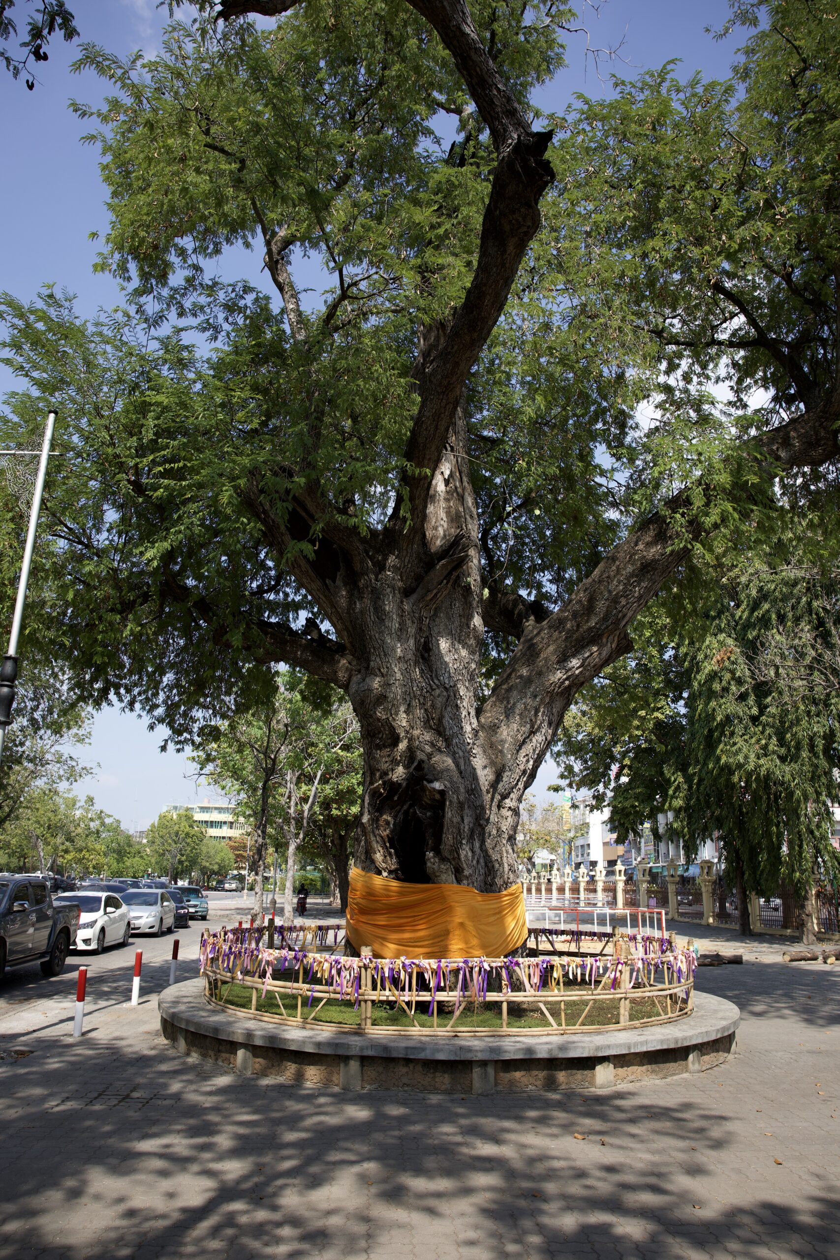 A large tree with green leaves and thick strip of orange cloth wrapped around its base. The tree is enclosed with a round metal fence. Outside of the fence is pavement, with a row of parked cars down the left side.