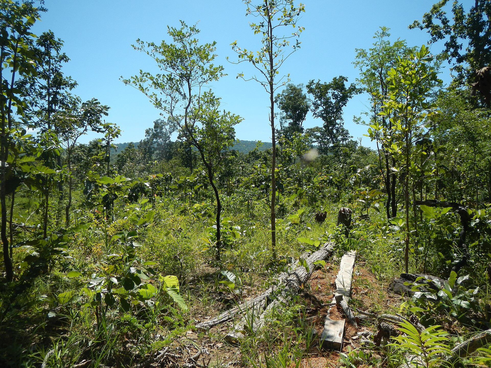Cambodia_2014_-_panoramio_(12)