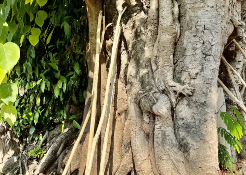 Long pale sticks with a V shaped notch at the top propped up against the trunk of a large tree
